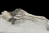 Bargain, Macrocrinus Crinoid Fossil - Crawfordsville, Indiana #68482-2
